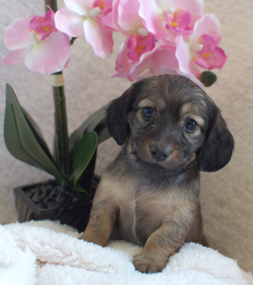 von treuen Wachter long haired mini dachshunds